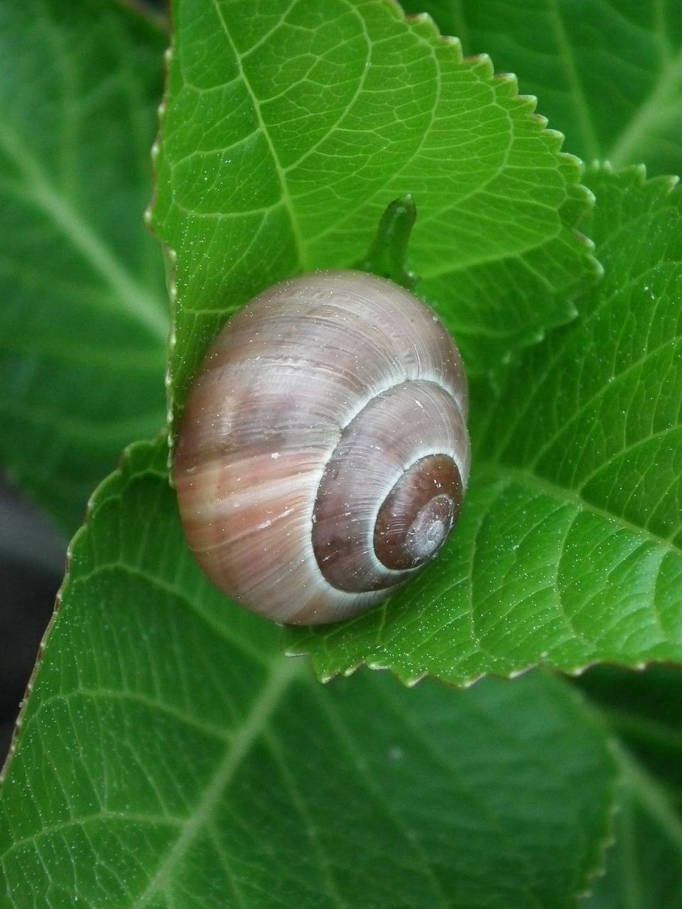 snail shell snail shell free photo