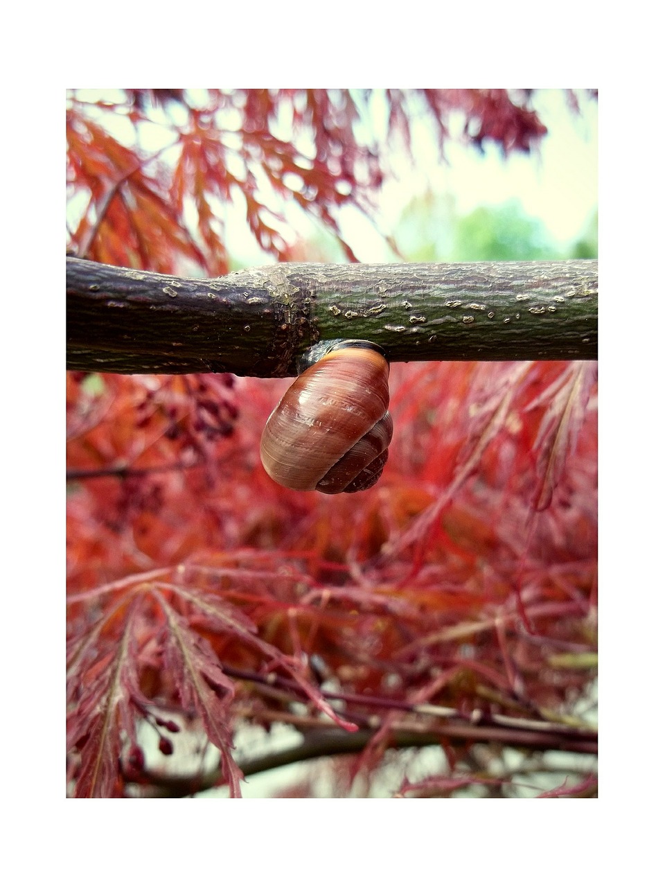 snail branch bush free photo