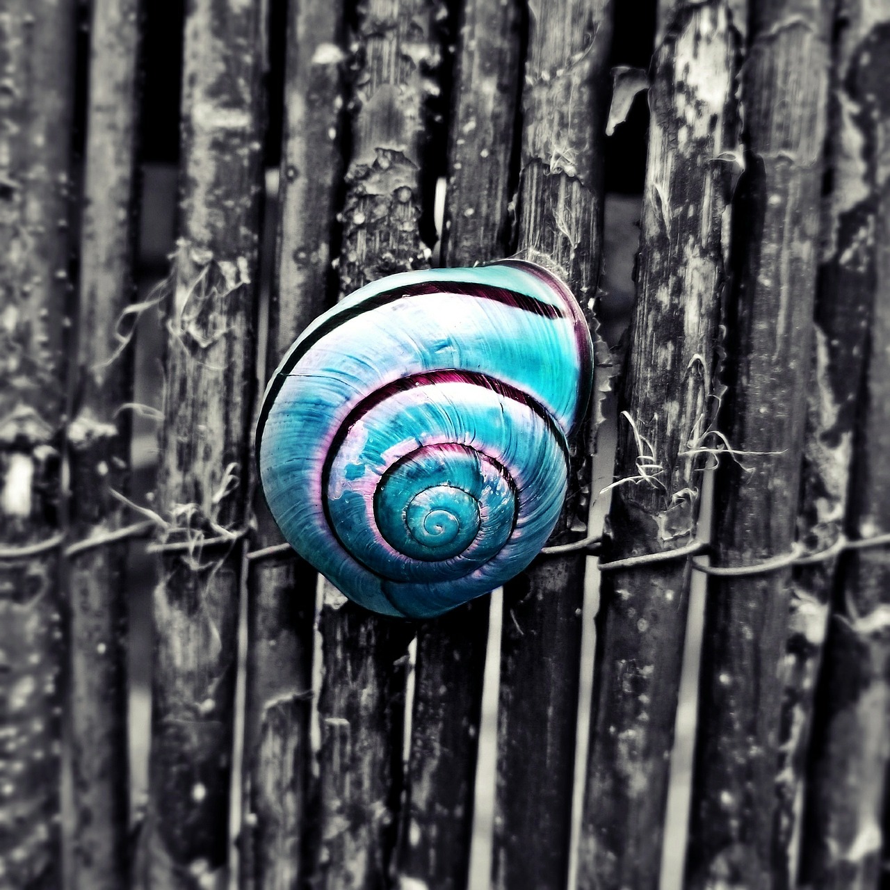 snail turquoise animal free photo