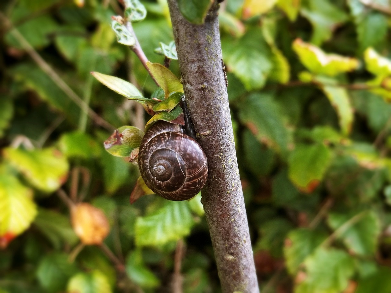 snail branch nature free photo