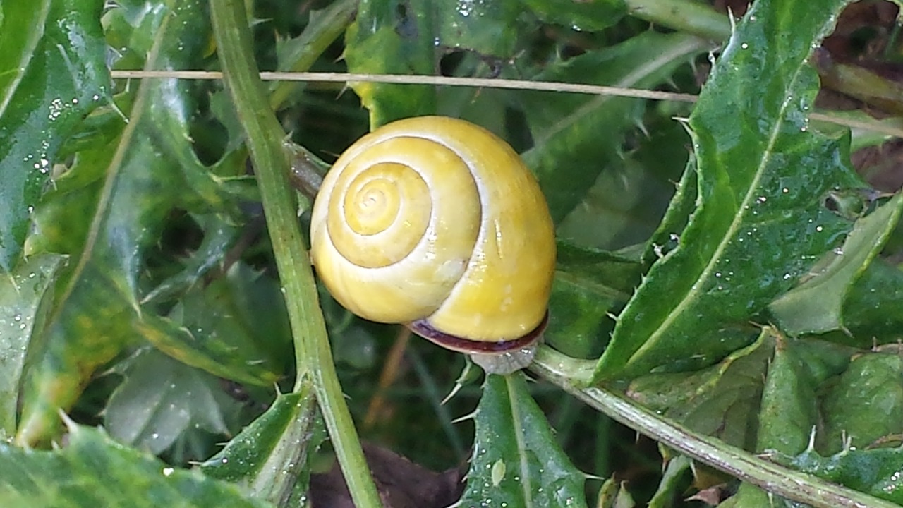 snail nature green free photo