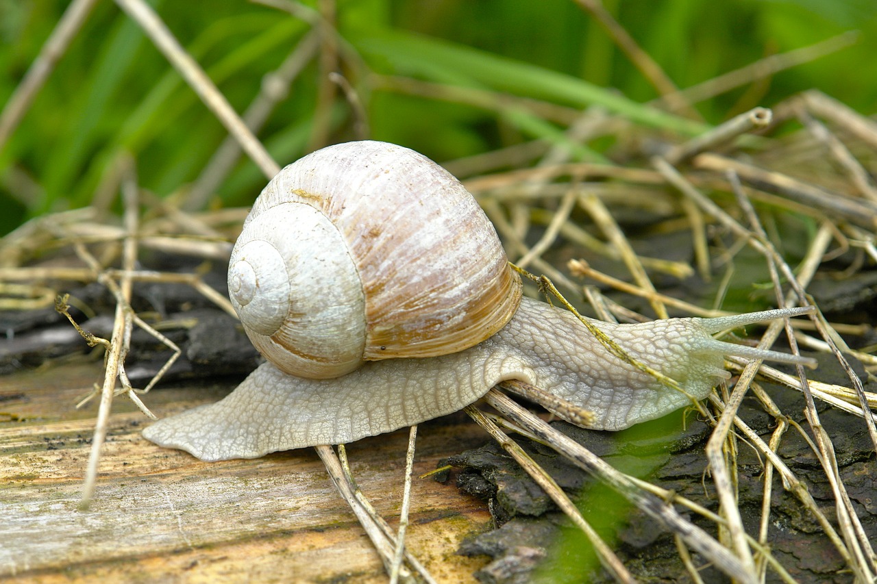 snail slowly nature free photo