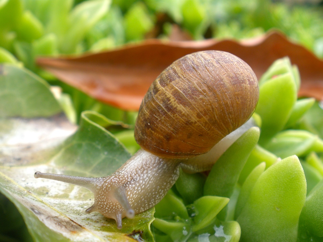 snail mollusk plant free photo