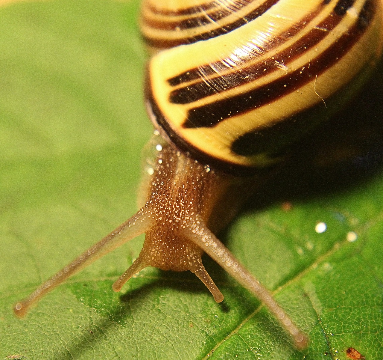 snail gastropoda molluscs free photo