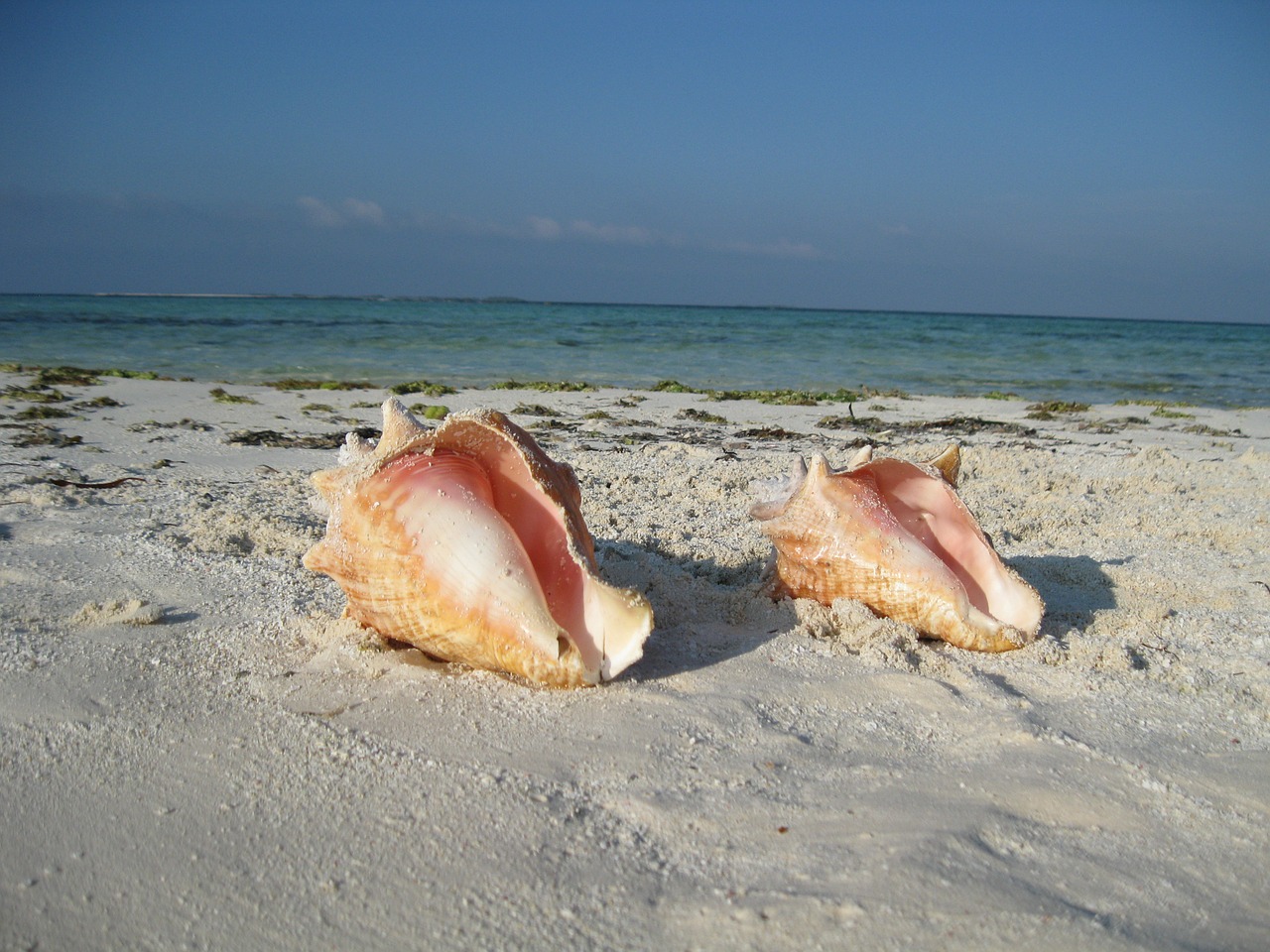 snail landscape beach free photo