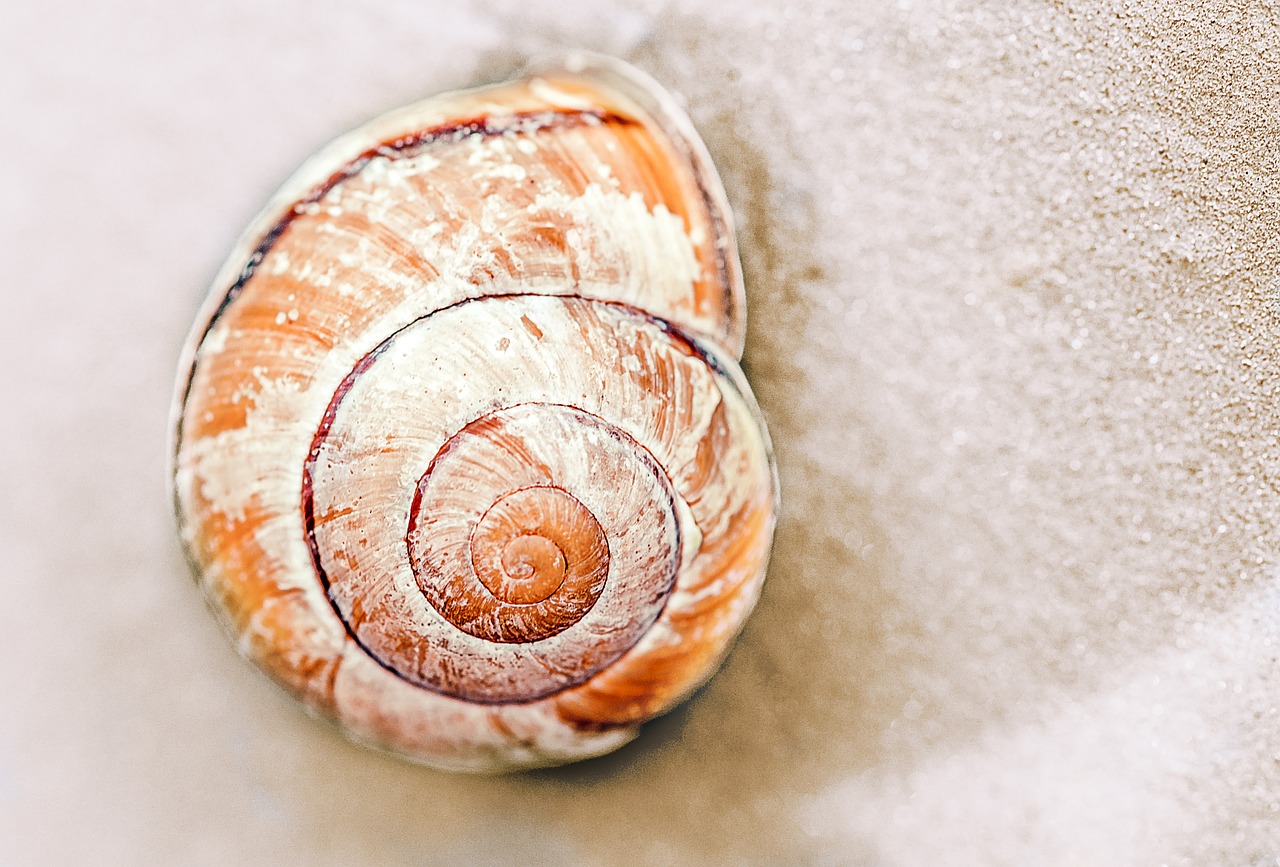 snail snail shell sand free photo