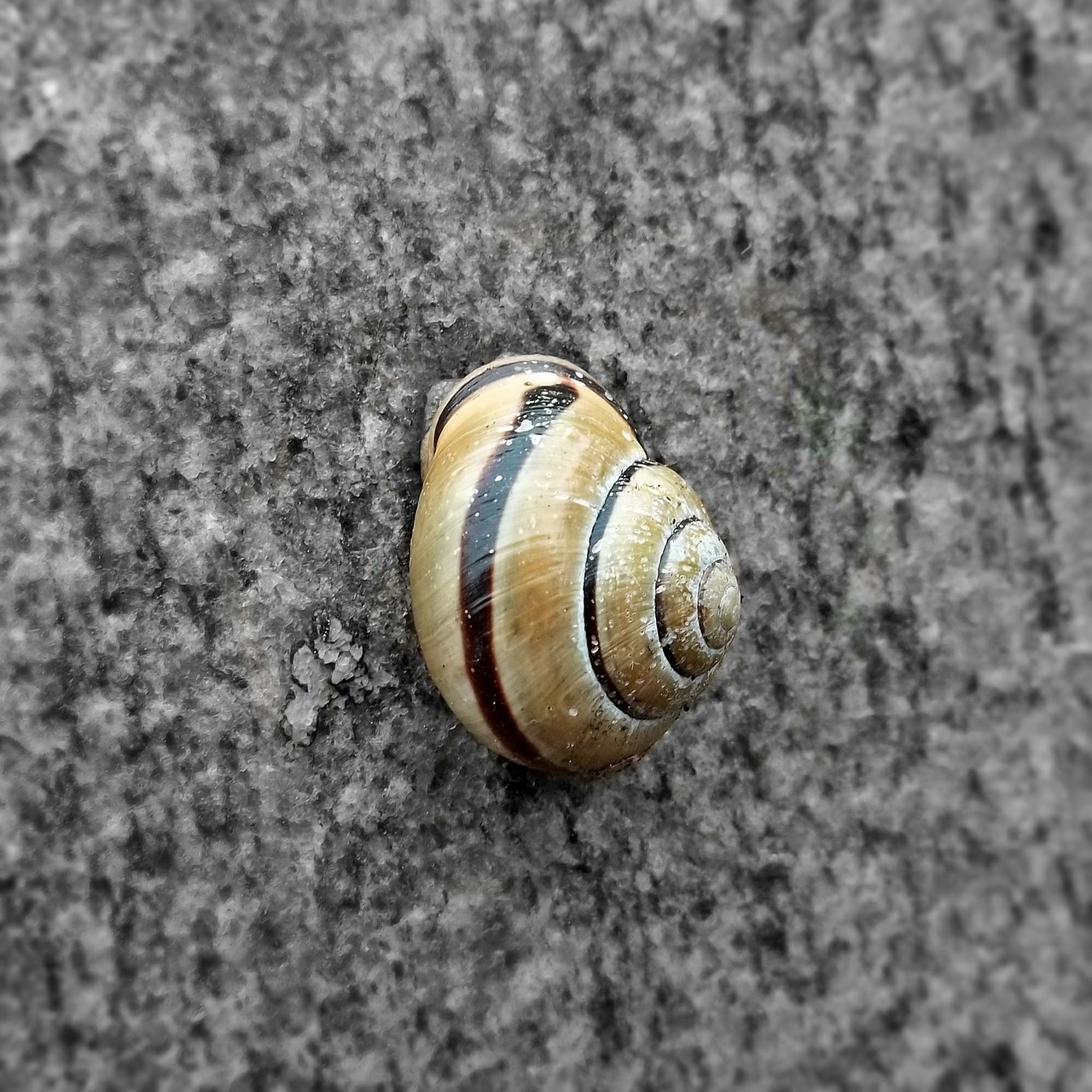 snail animal nature free photo