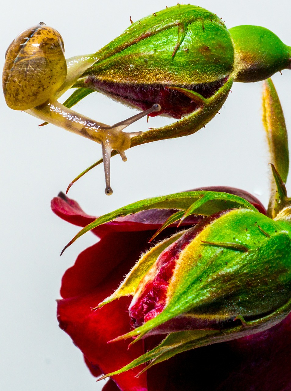 snail rose exploring free photo