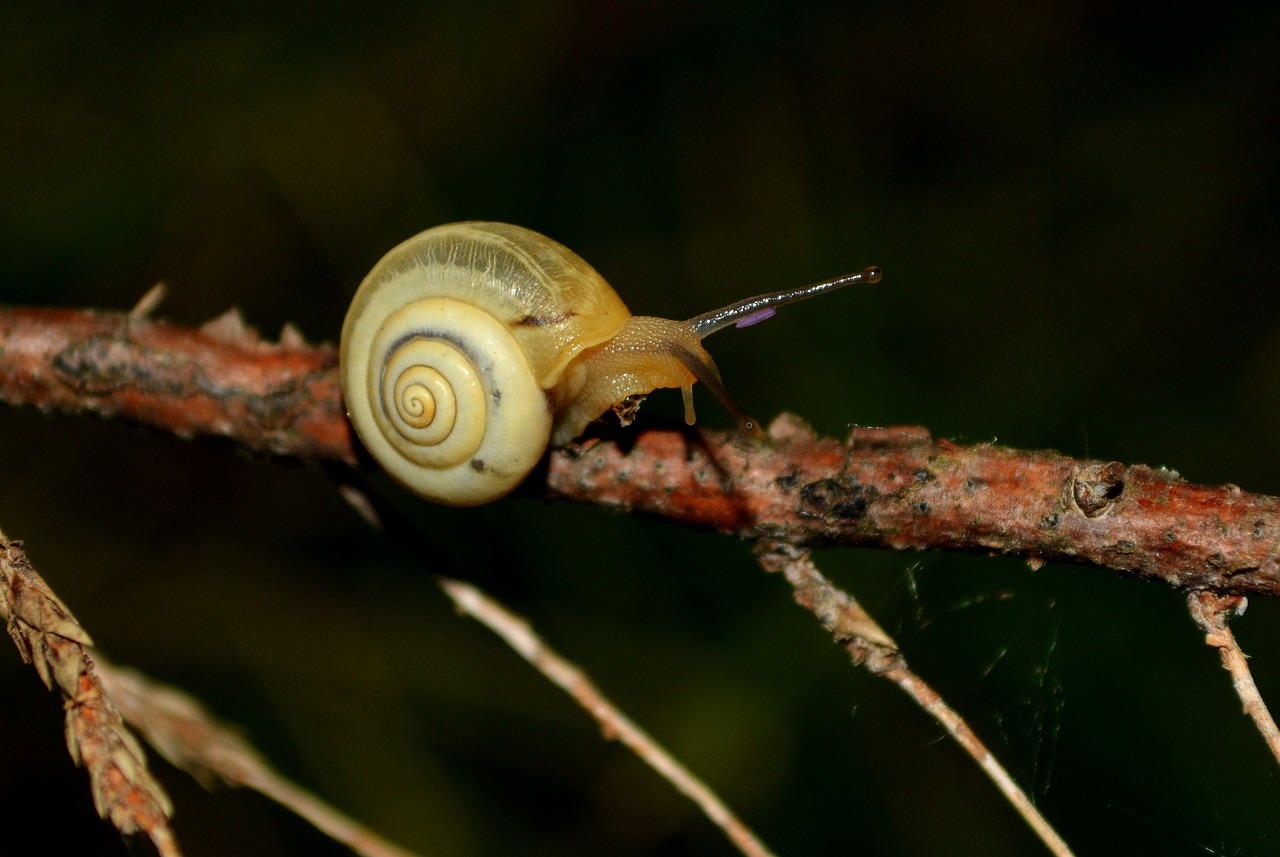 snail night casey free photo