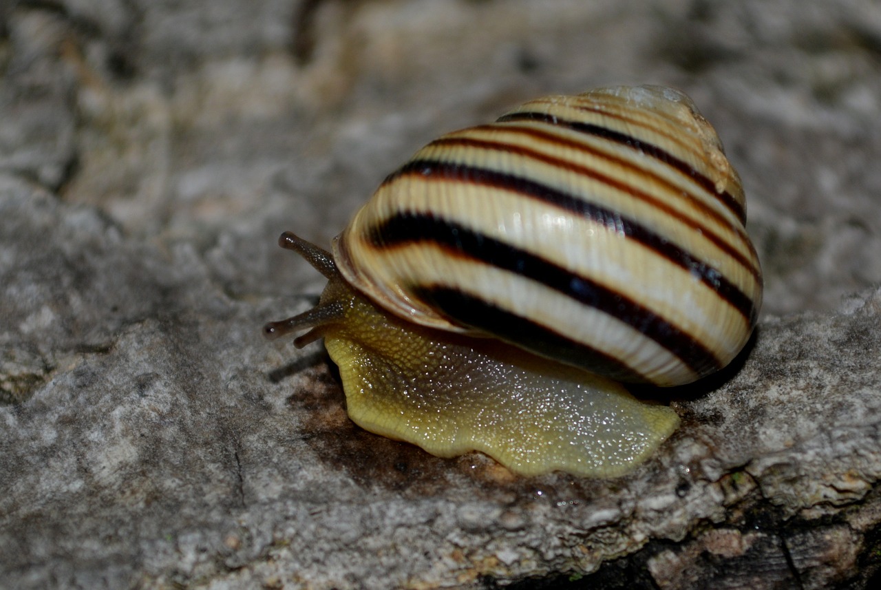 snail shell my saturday free photo