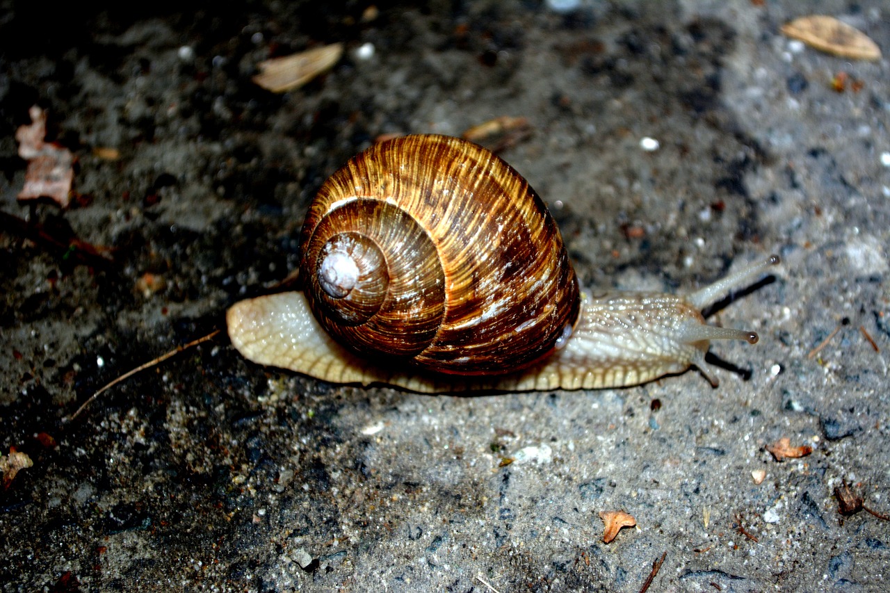 snail shell my saturday free photo