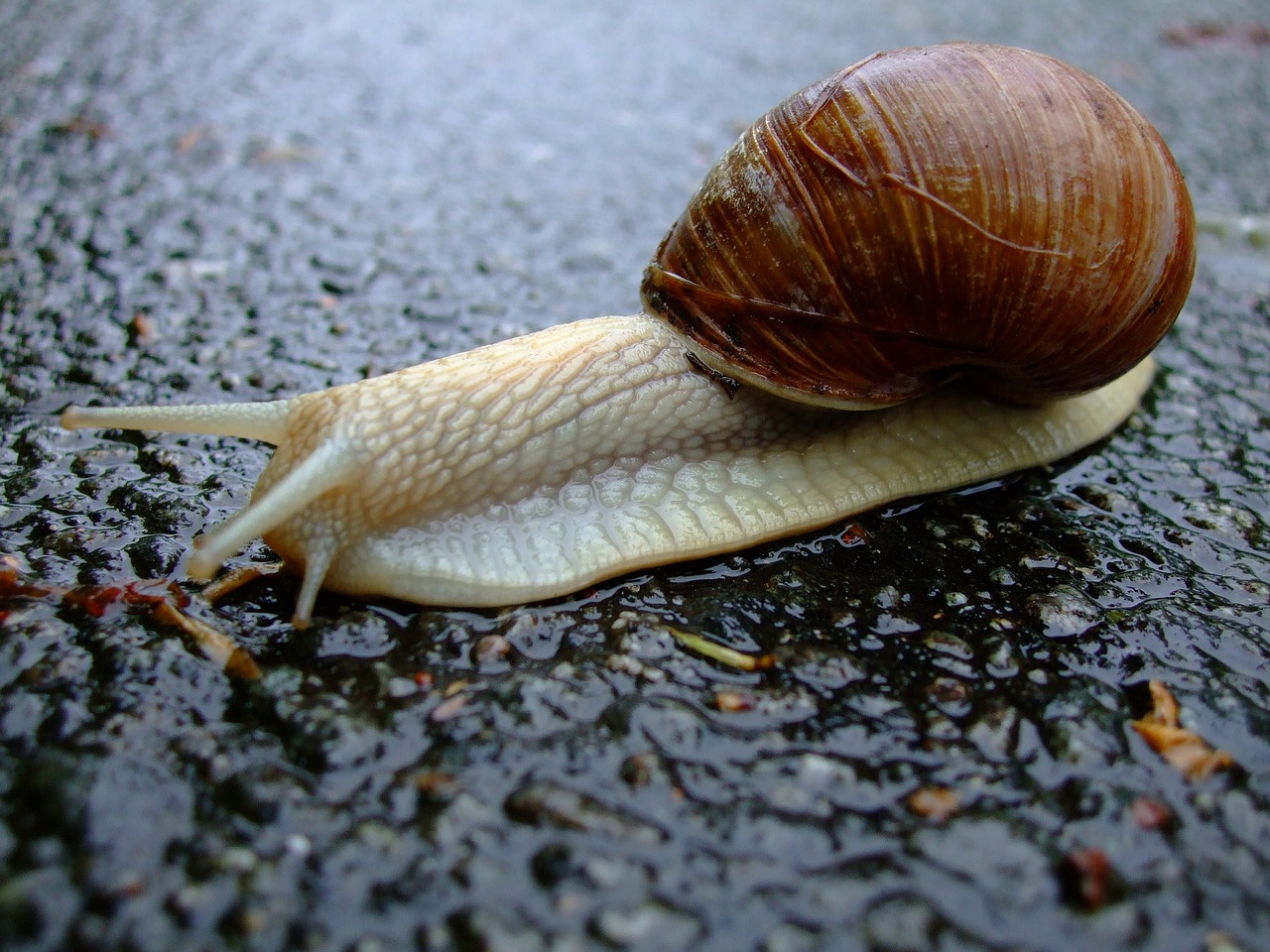 snail shell mucus free photo