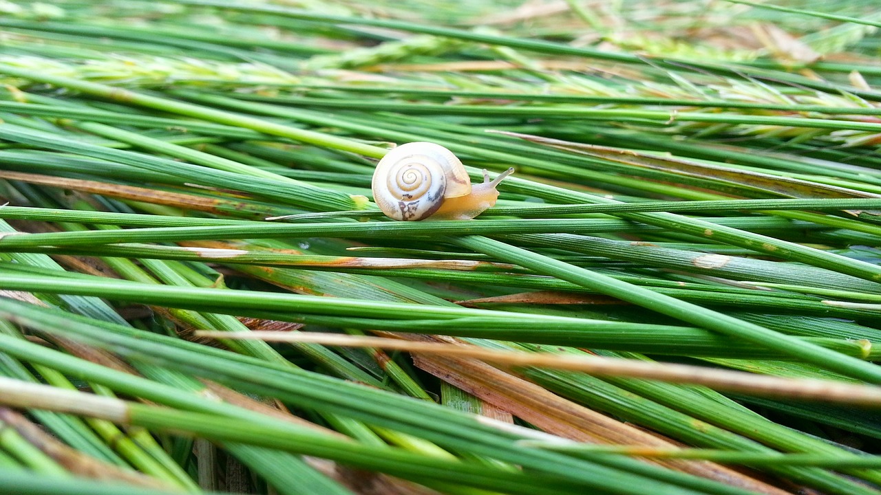 snail nature summer free photo