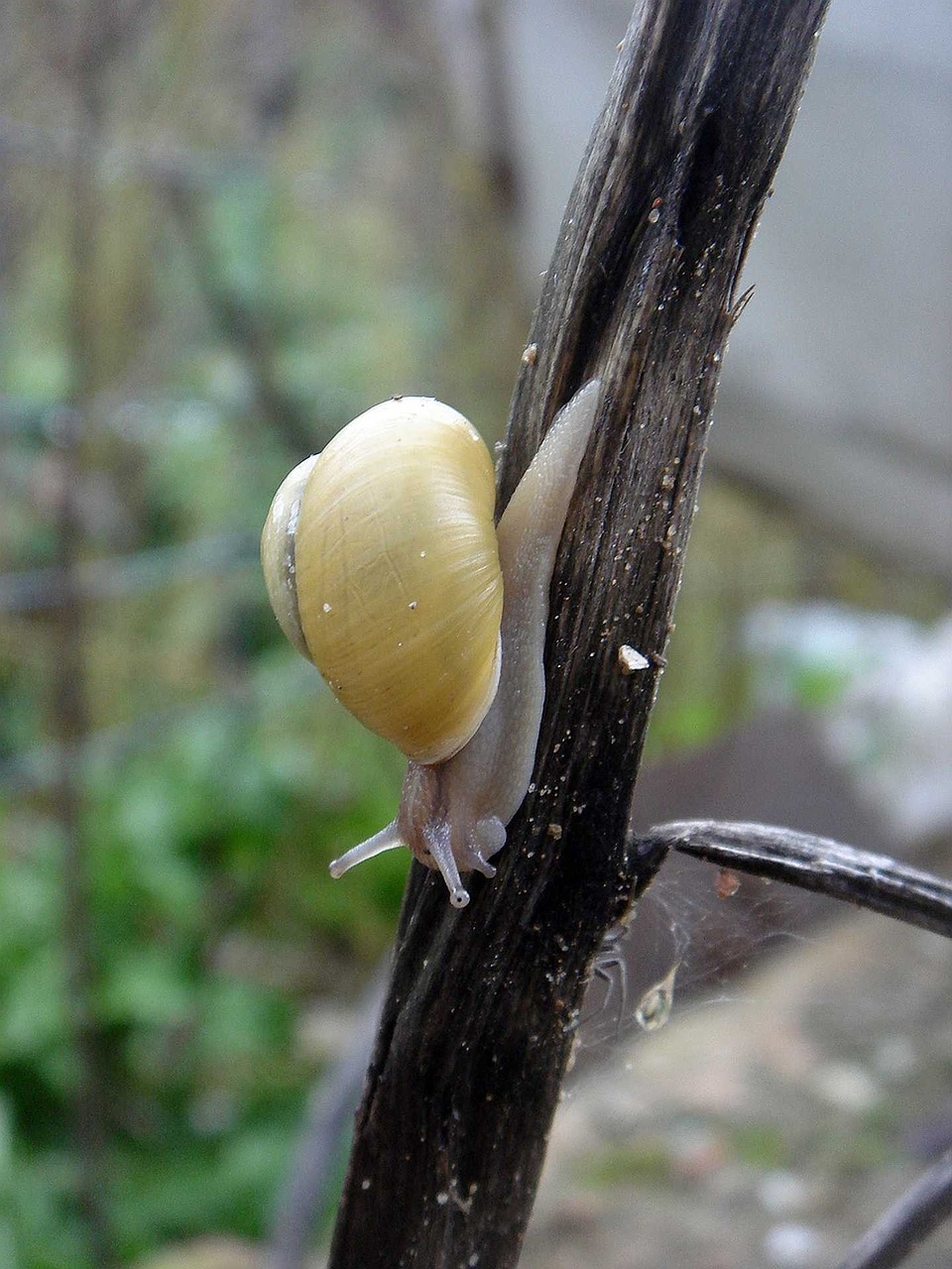 snail yellow small free photo