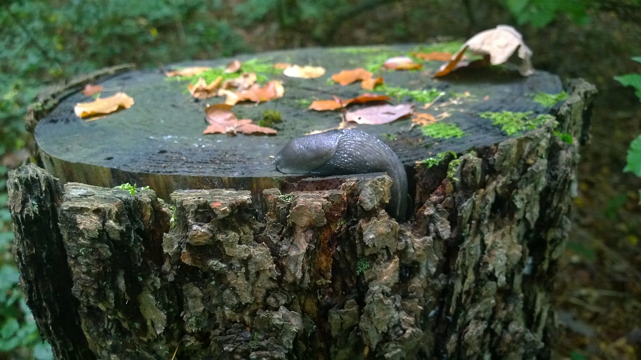 snail nature log free photo