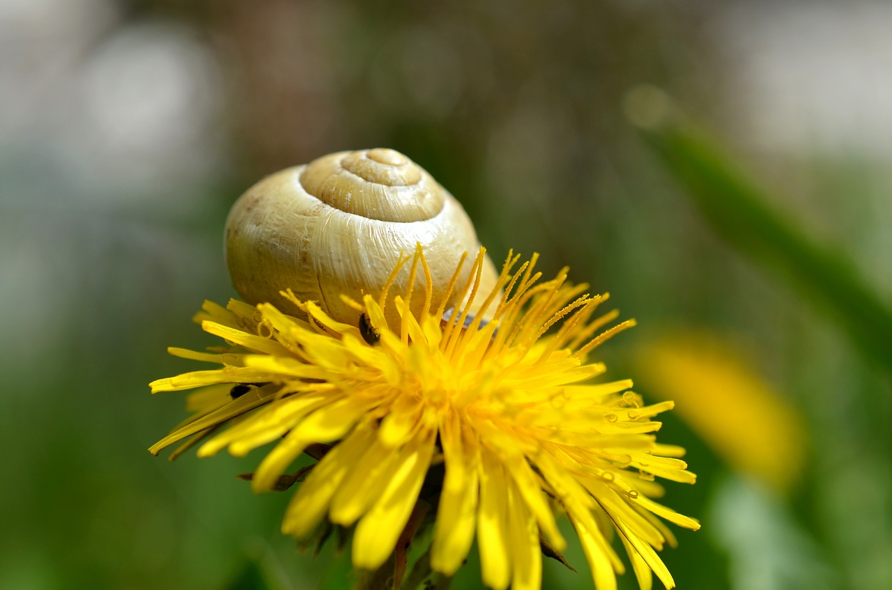 snail shell dandelion free photo