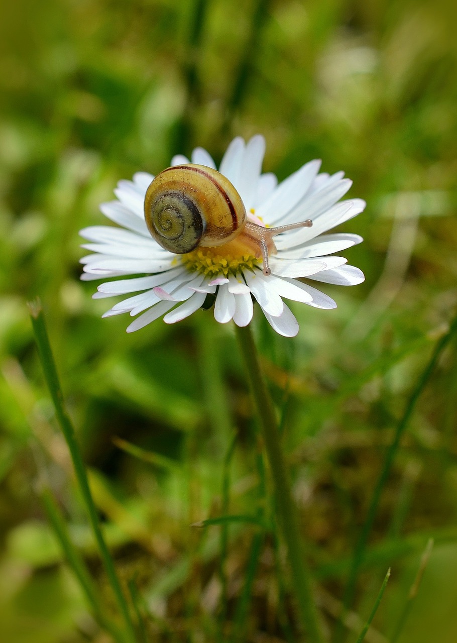 snail meadow daisy free photo