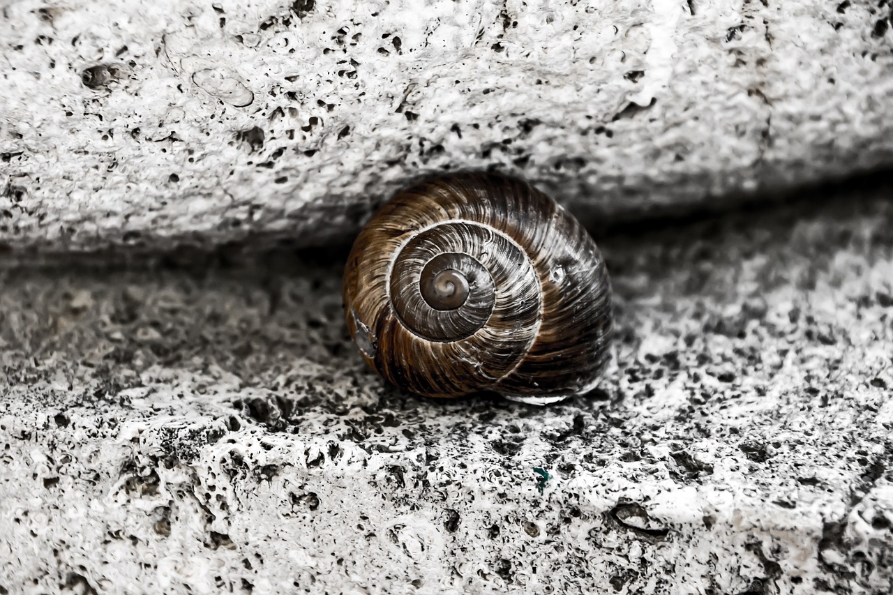 snail shell stone free photo