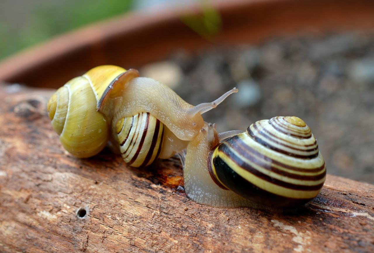 snail shell reptile free photo