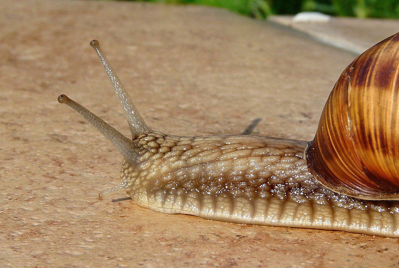 snail seashell antennae free photo