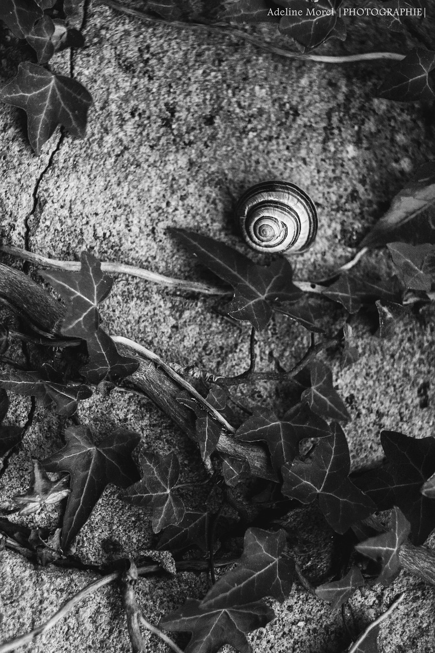 snail ivy wall free photo