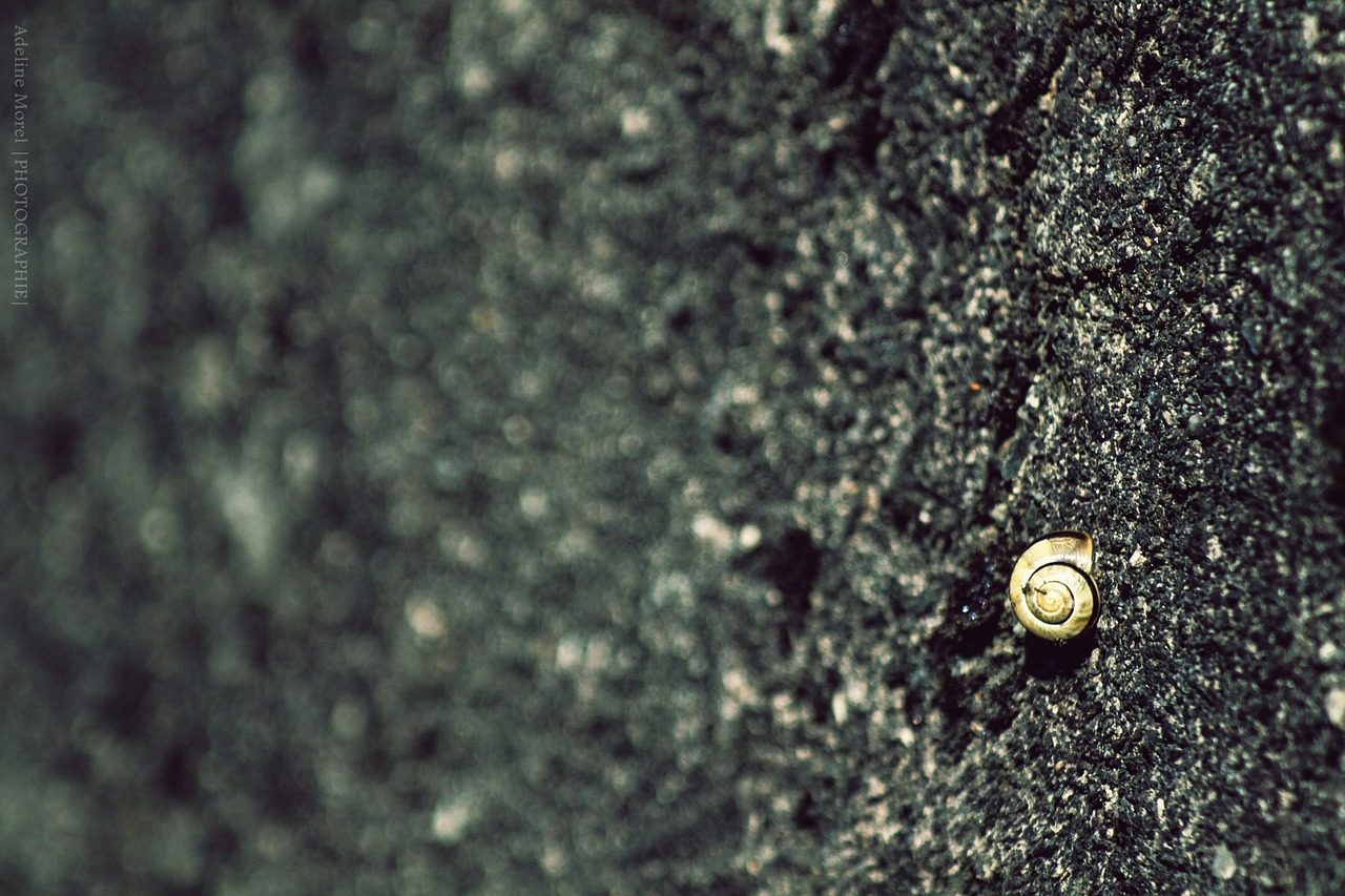 snail wall nature free photo