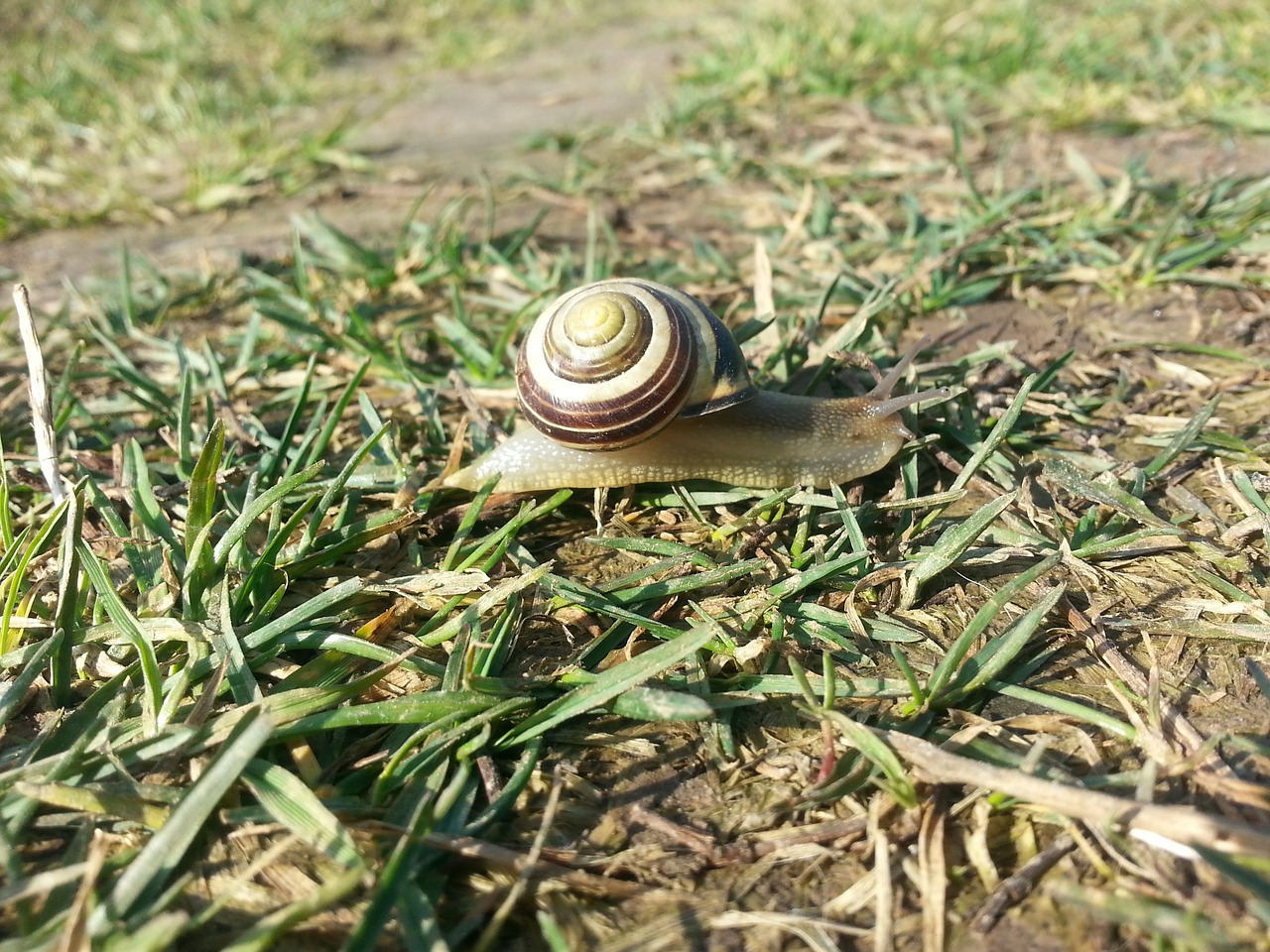 snail walking time free photo