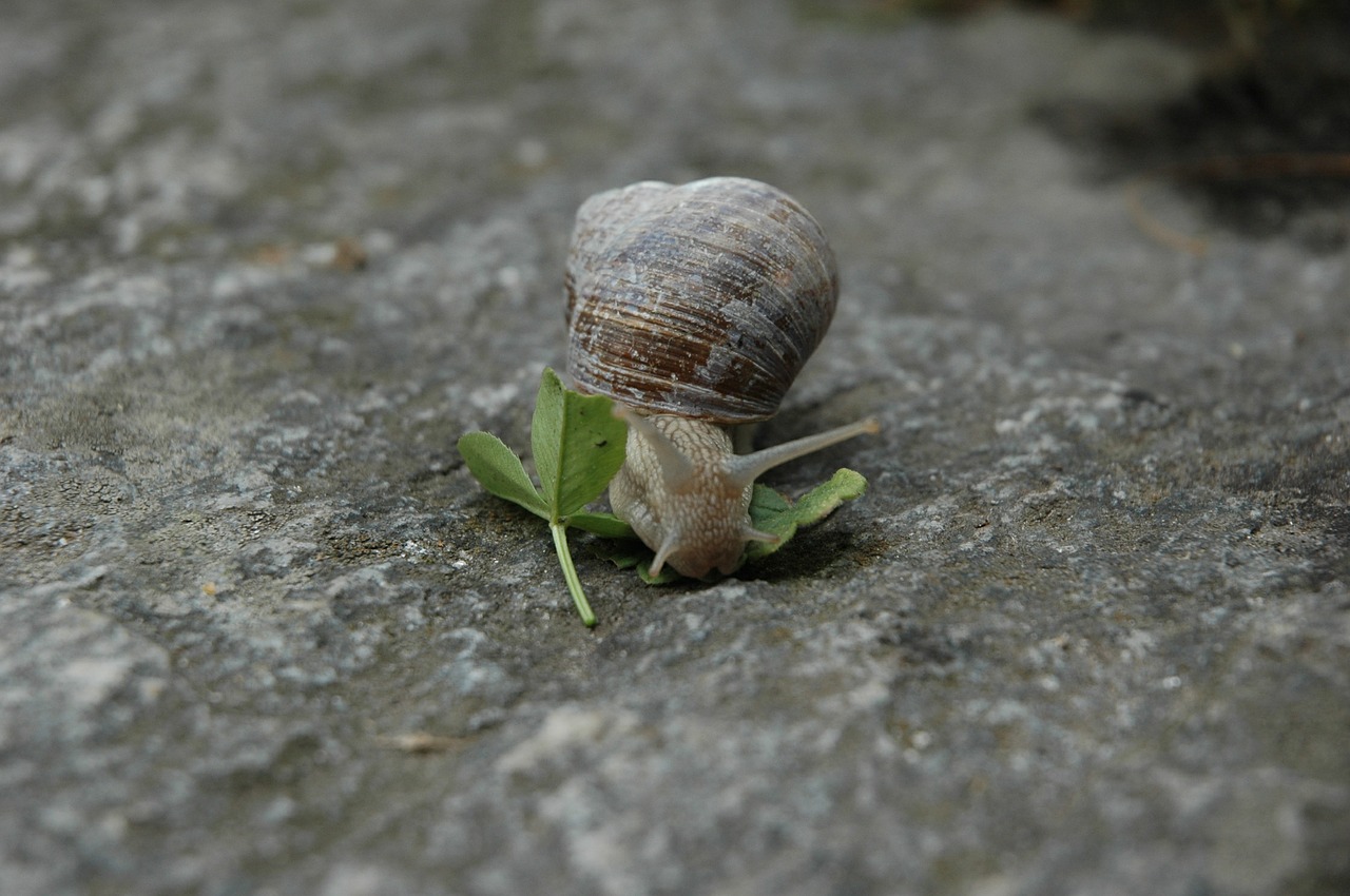 snail animal rock free photo