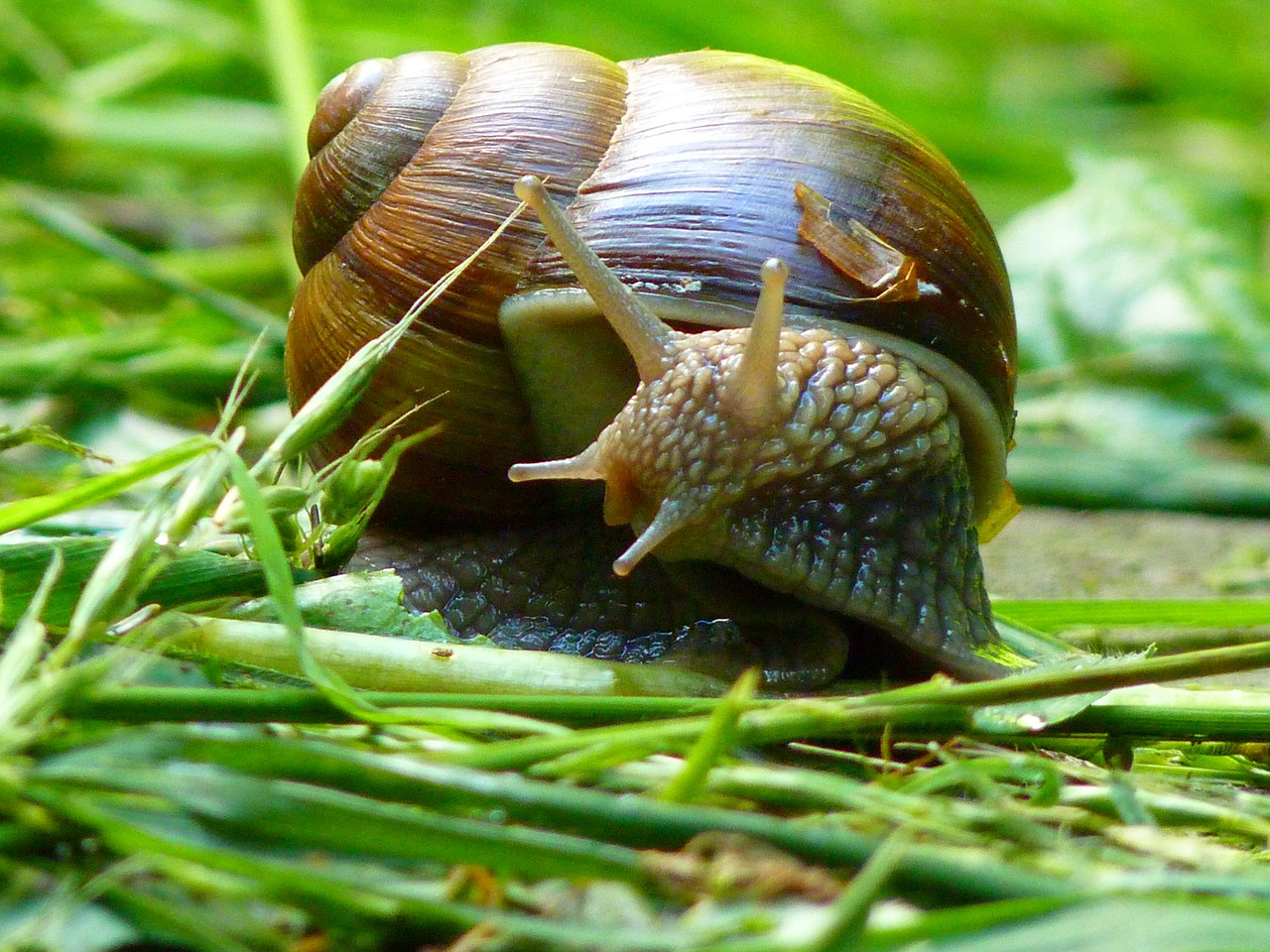 snail weinberschnecke shell free photo