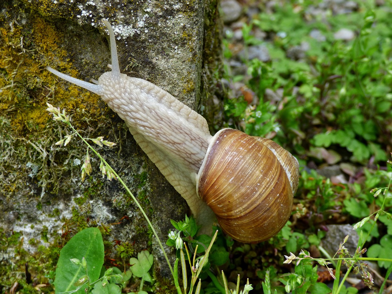 snail cochlea animal free photo