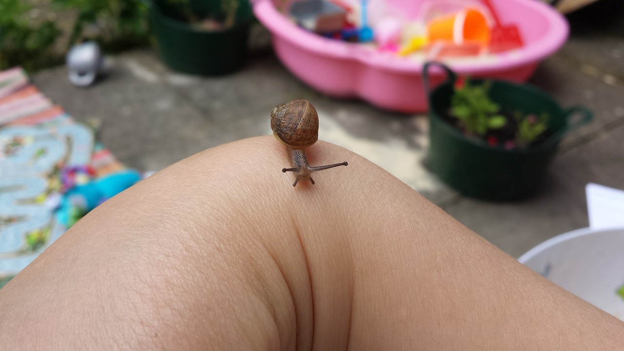 snail tiny animal free photo