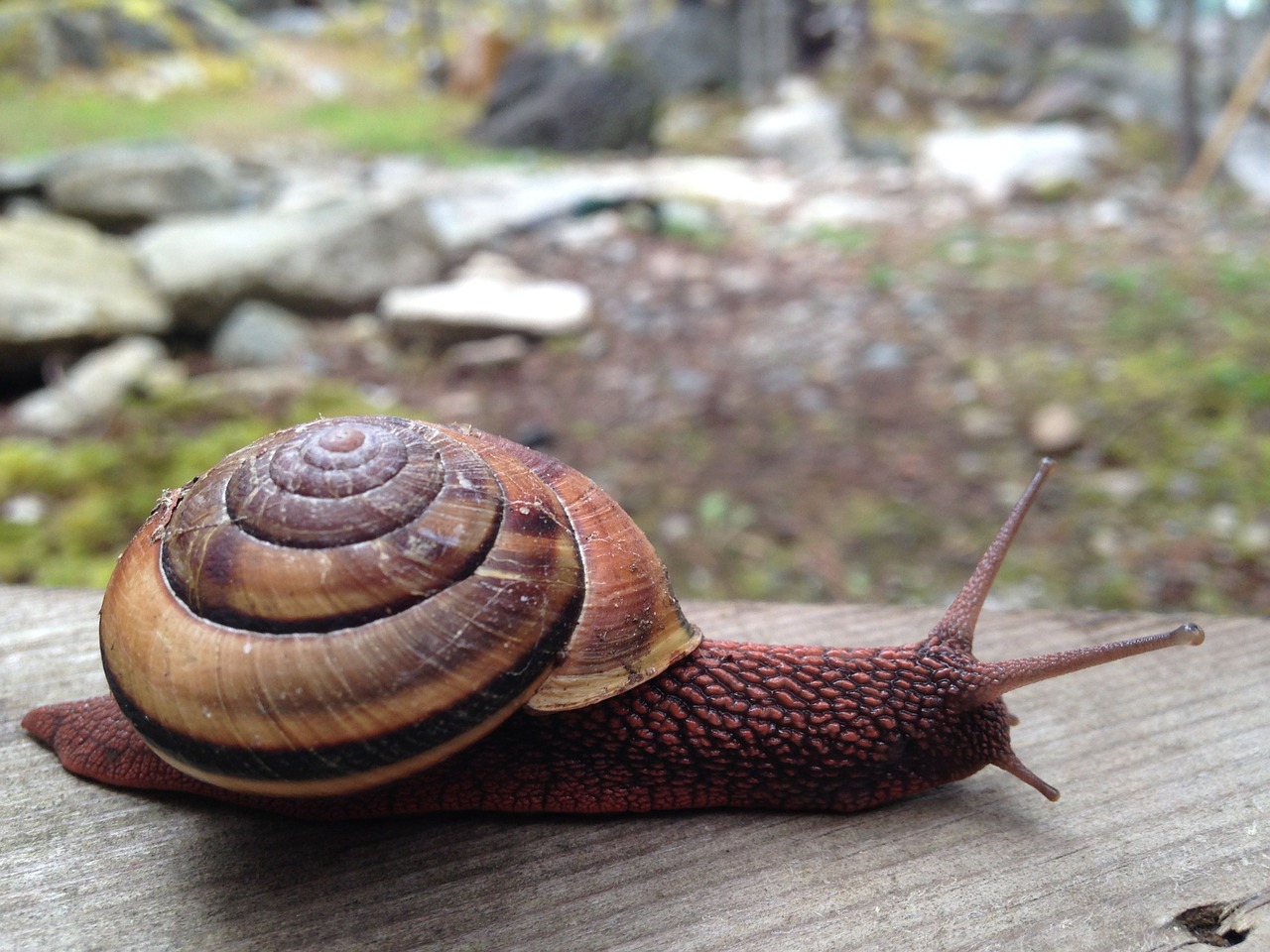 snail slow nature free photo