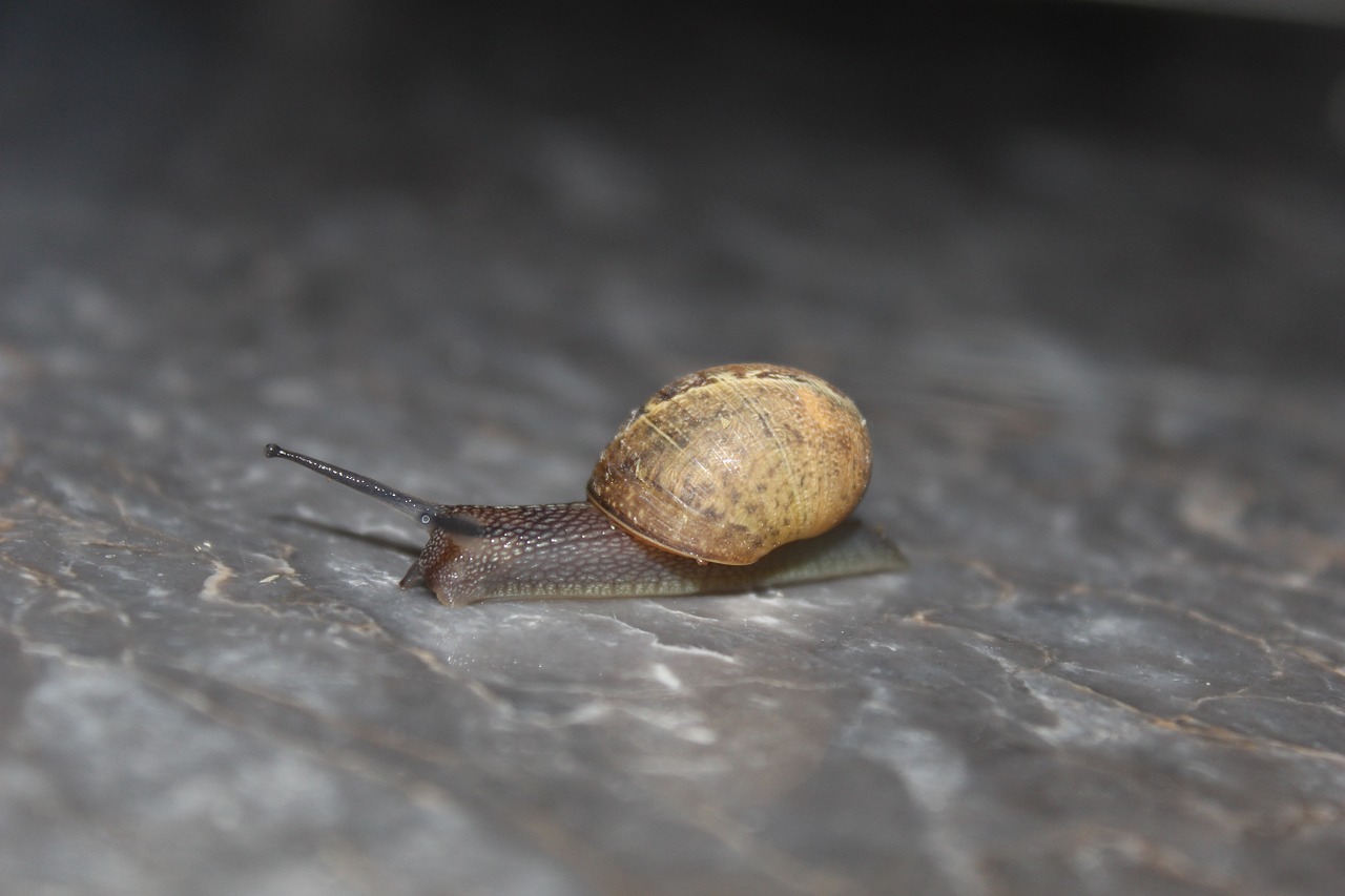 snail animal nature free photo