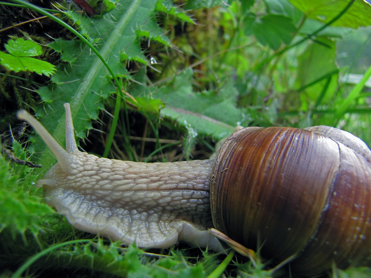snail inch nature free photo