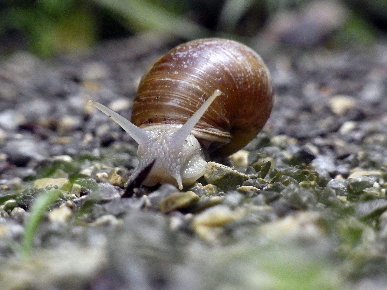 snail mollusk animal free photo