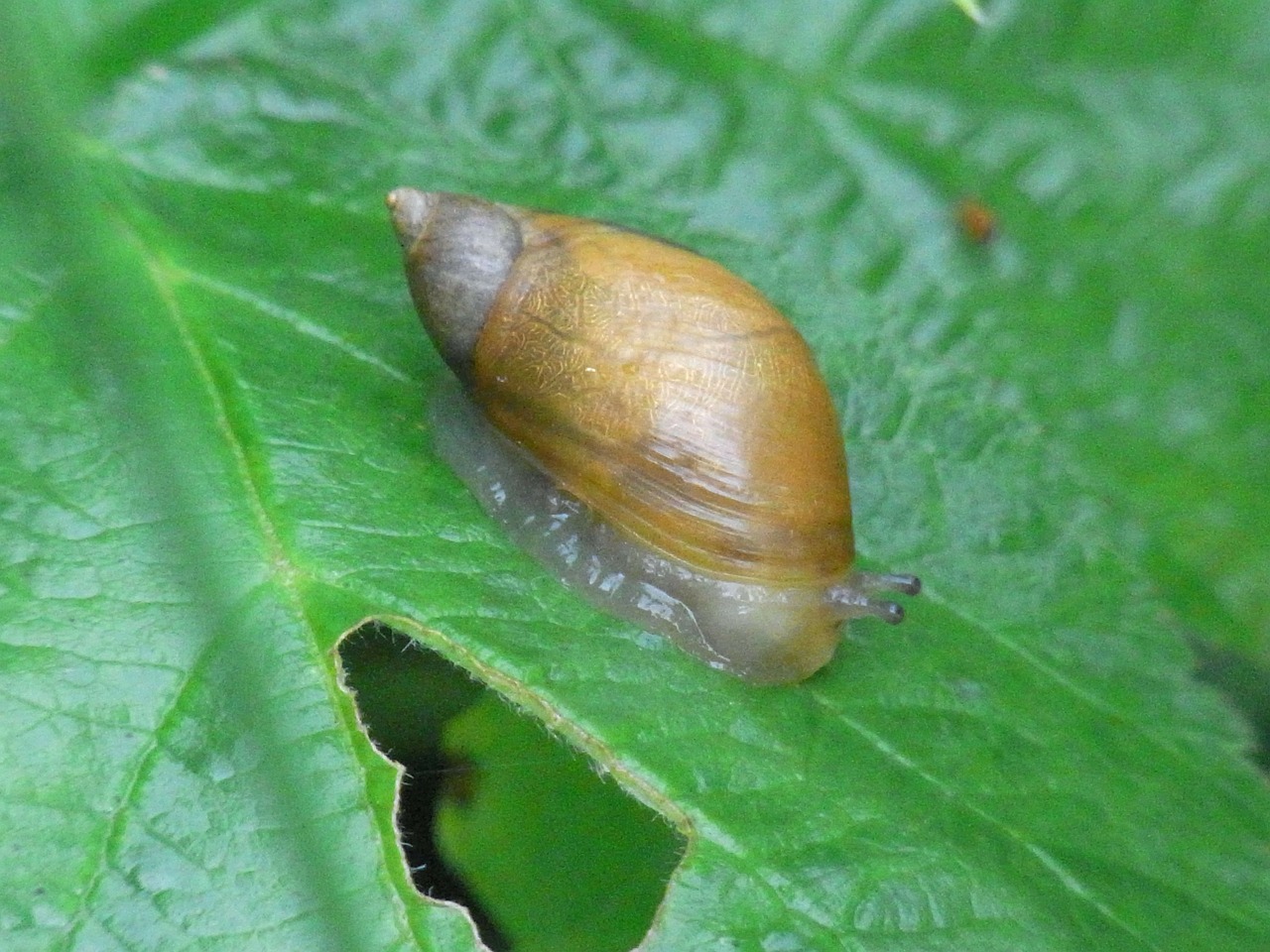 snail shell nature free photo