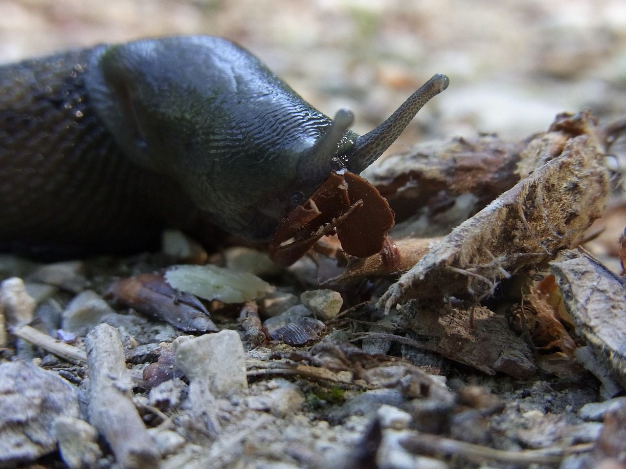 snail mollusk invertebrates free photo