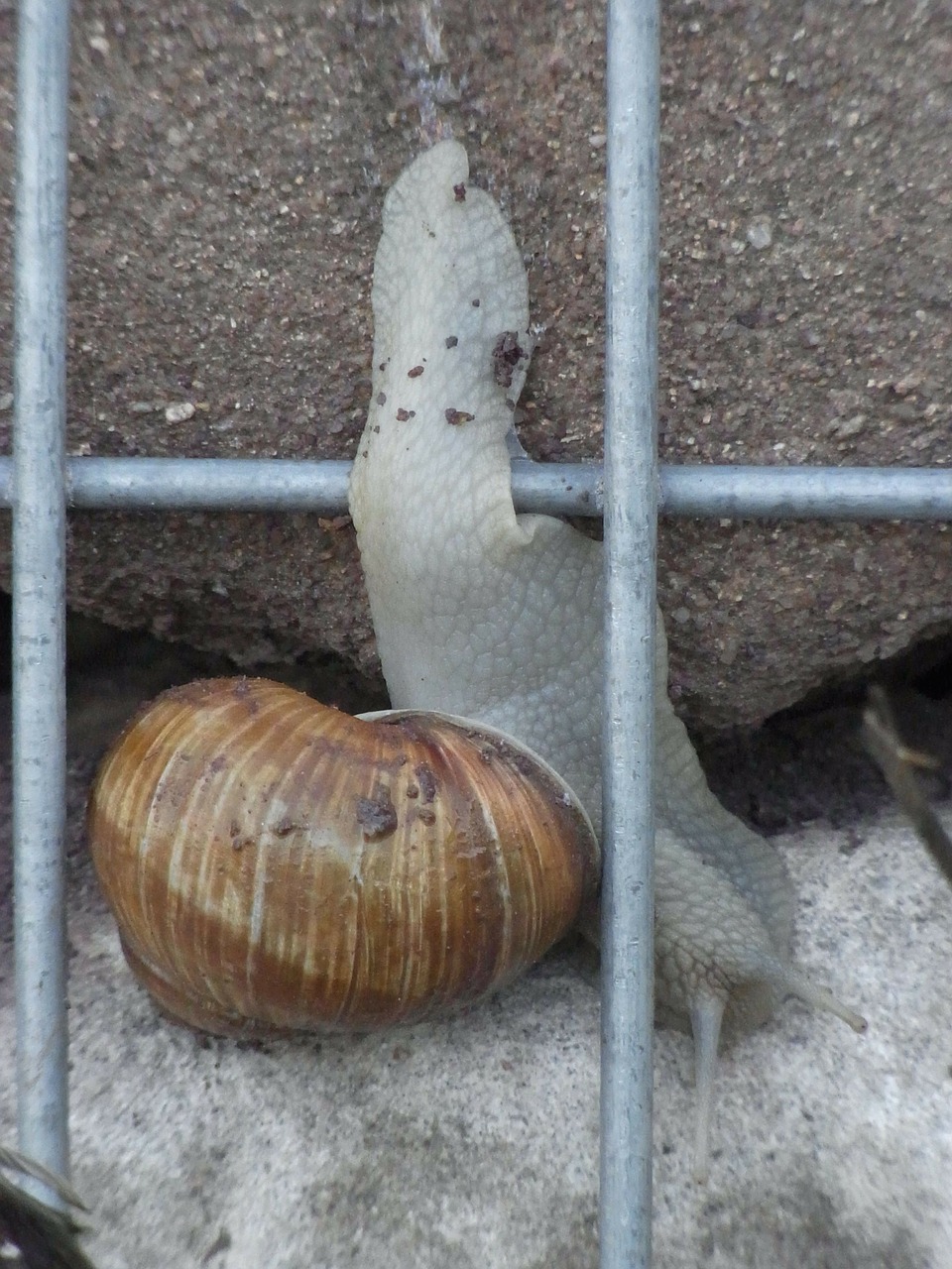 snail helix pomatia wall free photo