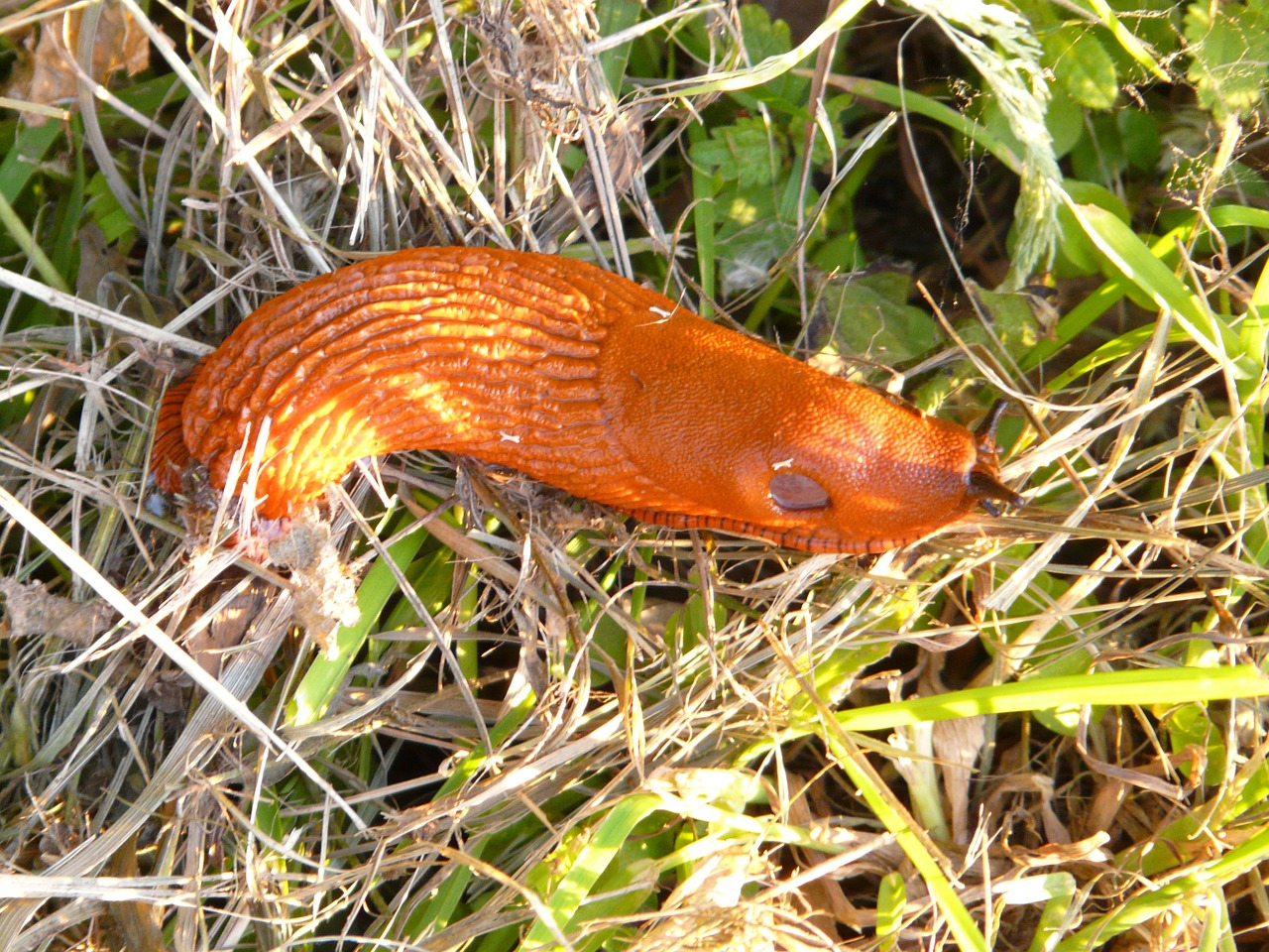 snail red wegschnecke arion rufus free photo