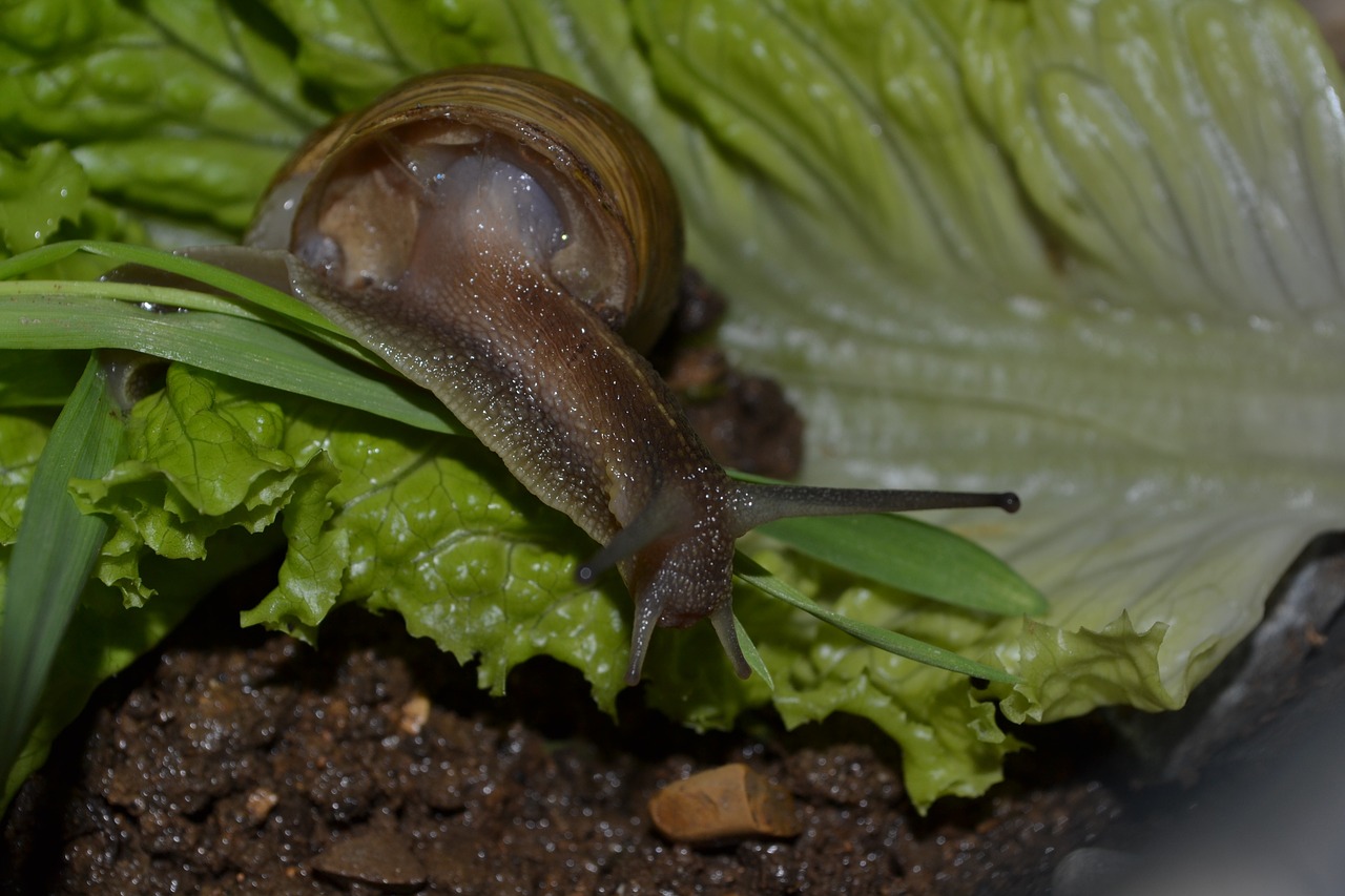 snail lettuce animal free photo
