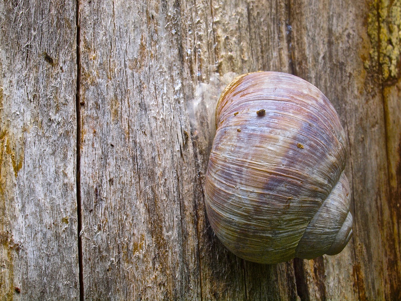 snail shell snail shell free photo