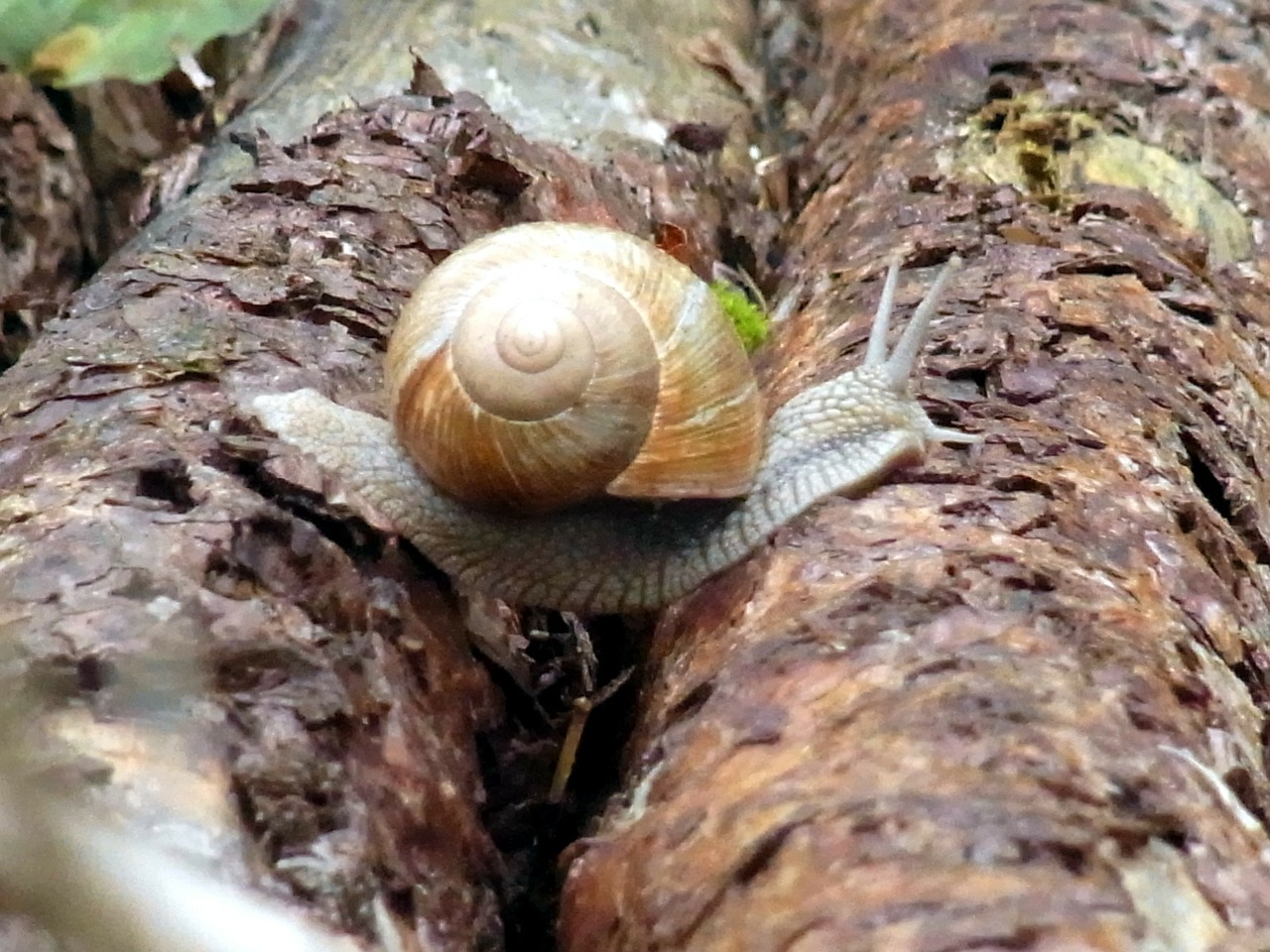 snail mollusk wirbellos free photo