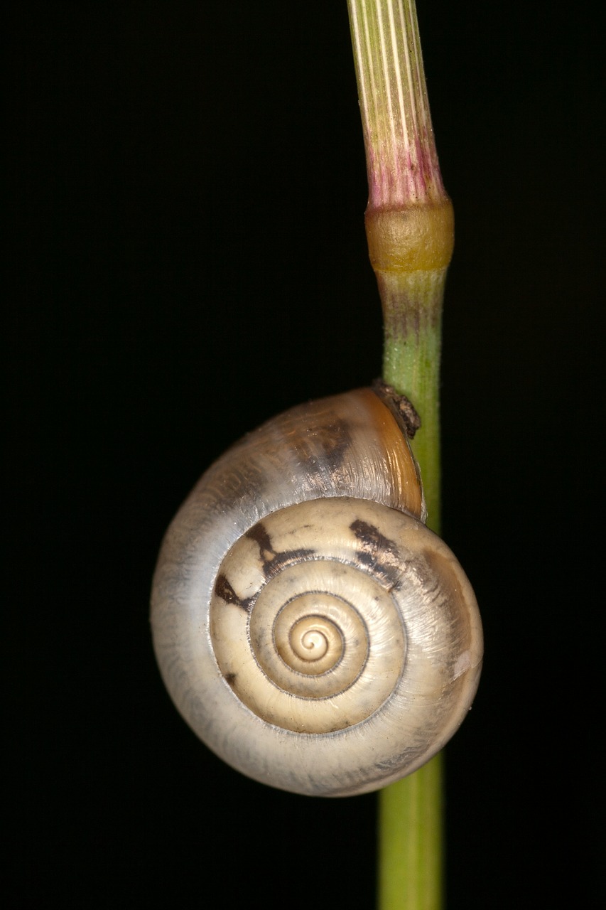 snail macro close free photo