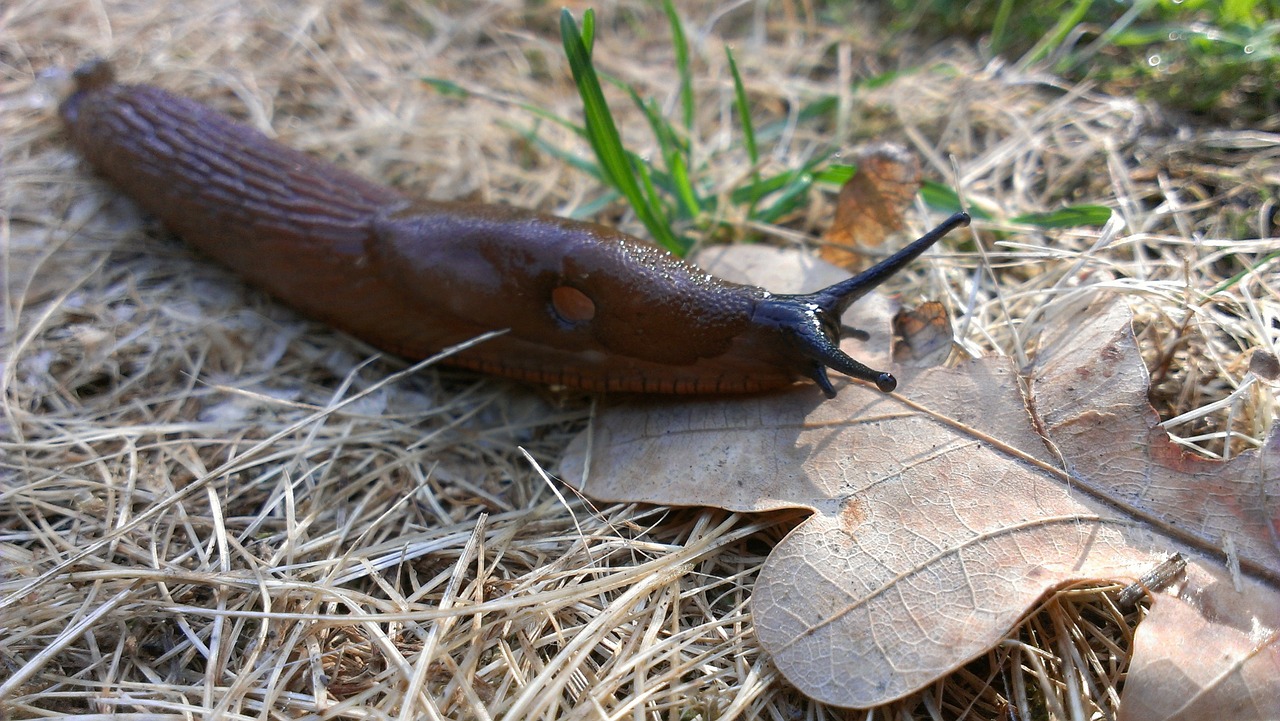 snail slug brown free photo