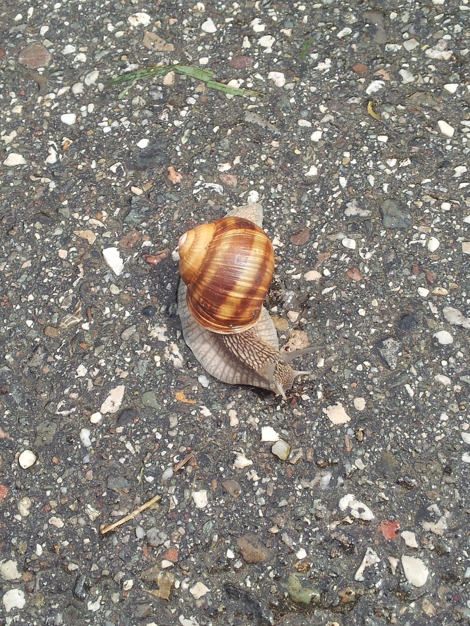 snail slow degrowth free photo