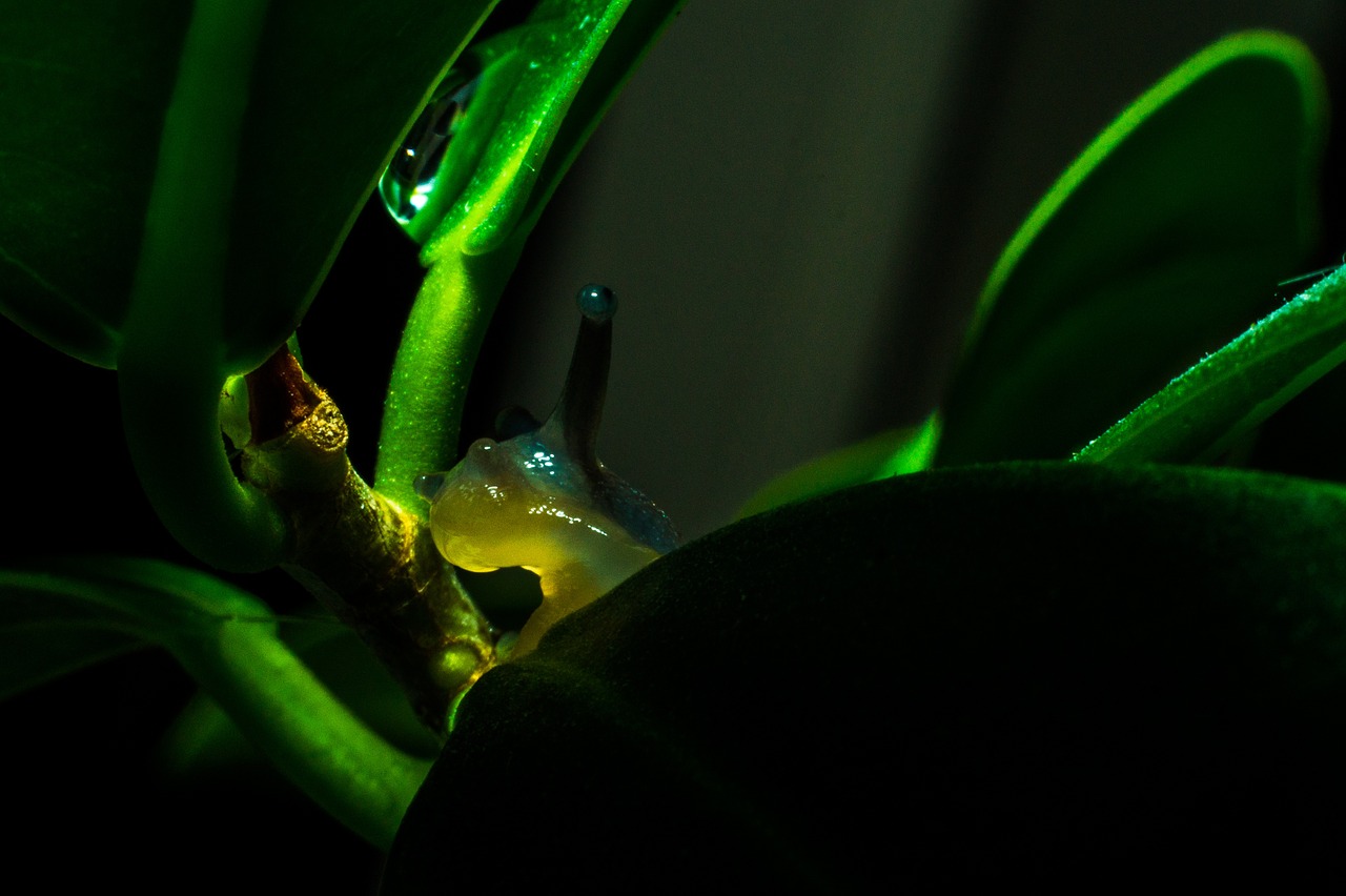snail green fluorescent free photo