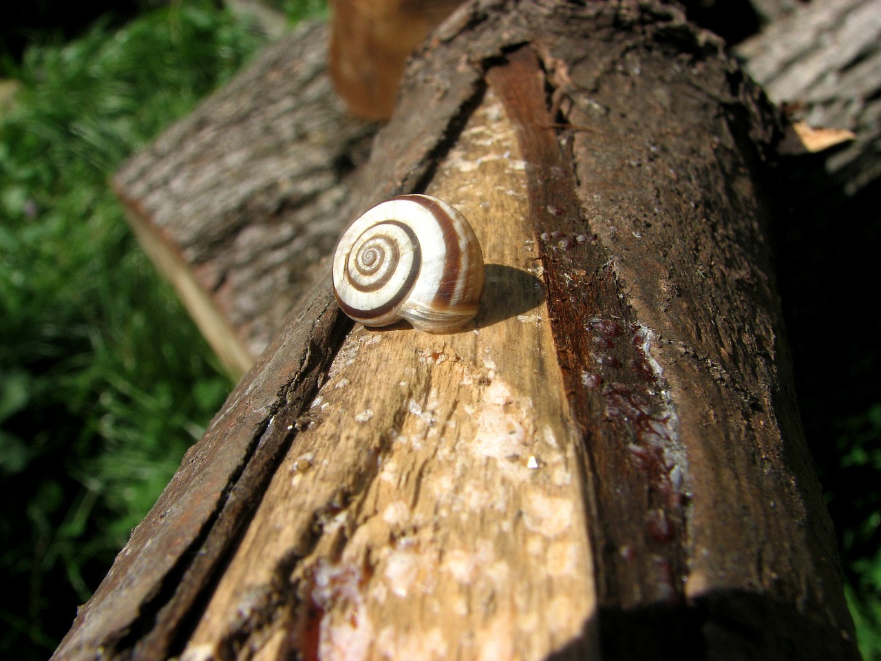 snail tree animal free photo