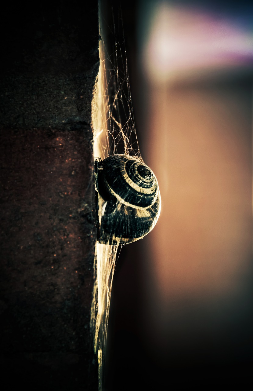 snail light colors free photo