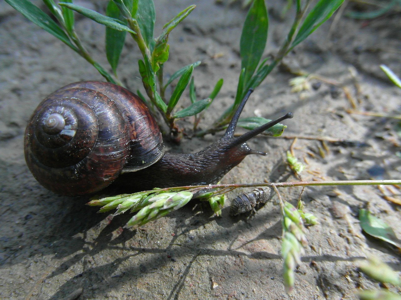 snail nature animal free photo