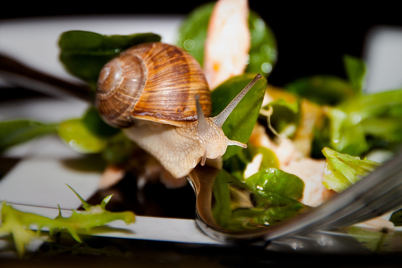 snail salad fork free photo